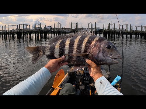Thumbnail for Uncut Dock Fishing With Crabs | Bait Or Tide...What Matters More?
