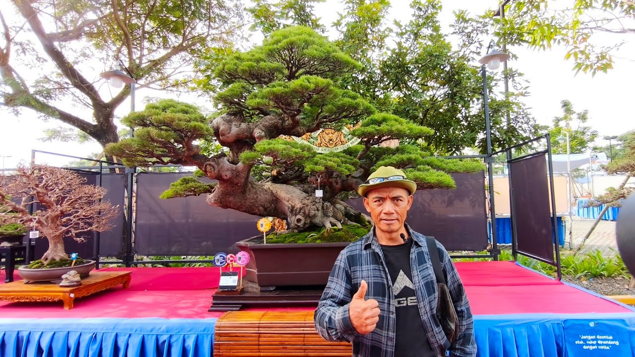 Review Bonsai Kelas Utama - Ternyata Best In Show-nya Ada di Sini Loh!!! 🤩