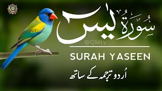 Surah Yaseen with Urdu Translation Full | Episode - 700 | Surah Yaseen Tarjuma Ke Sath