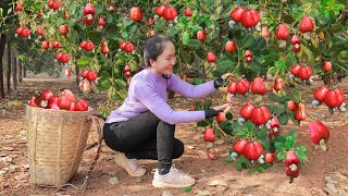 Harvesting RED CASHEW  goes to the market sell, cooking dishes | Vietnamese Harvesting