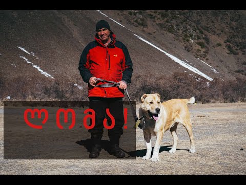 ძაღლები ყაზბეგიდან - ლომა