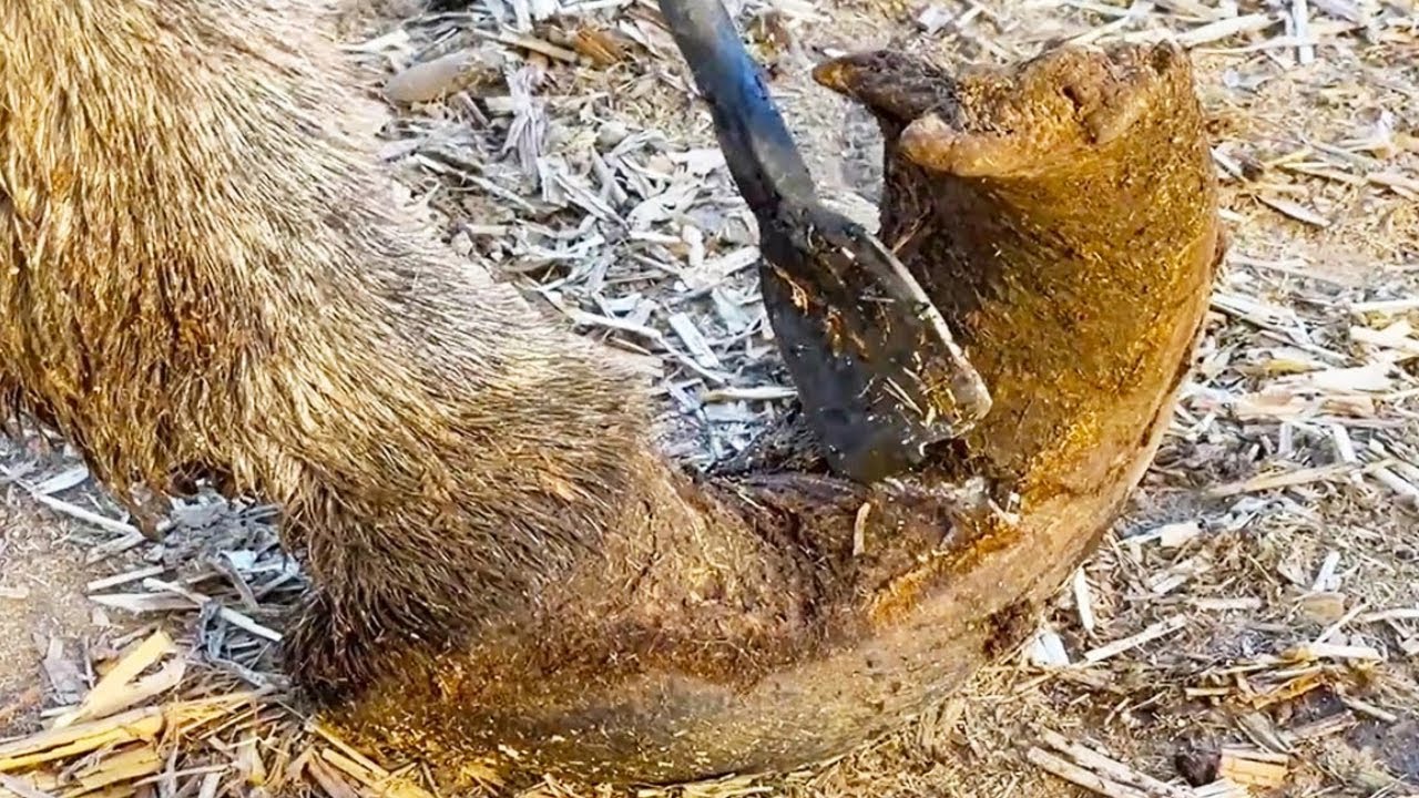 Wow, The Donkey's Hoof Is Like Exploding, The Donkey Is So Happy After ...