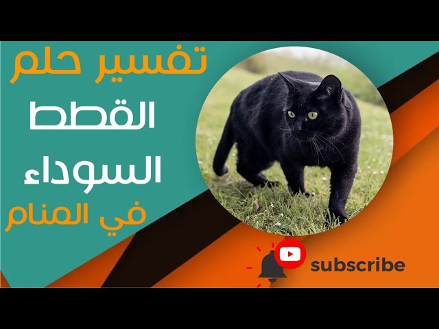 تفسير حلم القطط السوداء بشكل شامل - تفسير حلم التفاعل مع قطة سوداء في الحلم