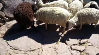 Isla Taquile En Peru Summer 2017