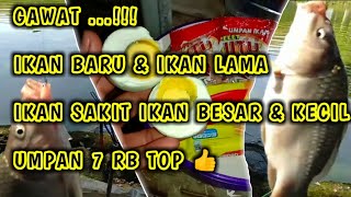 ' Umpan 7 Ribu ' Racikan Terbaru Pelet Jitu Buat Mancing Ikan Mas Kolam Harian