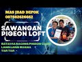 SAWANGAN PIGEON LOFT  MERPATI POS JUARA DARI KOTA DEPOK JAKARTA