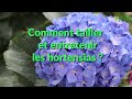 Comment tailler et entretenir les hortensias rajeunir nettoyer rabattre amender pailler