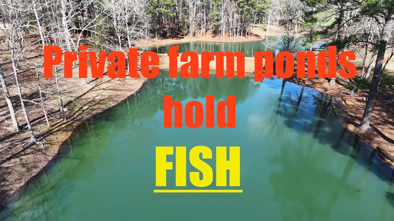 Private farm pond fishing!!! Bass were hungry!!