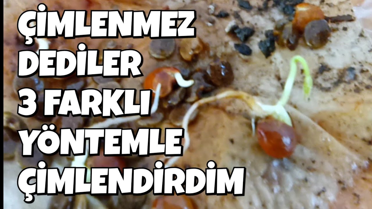 Çimlenmez Dediler, Çok Kolay Çimlendi