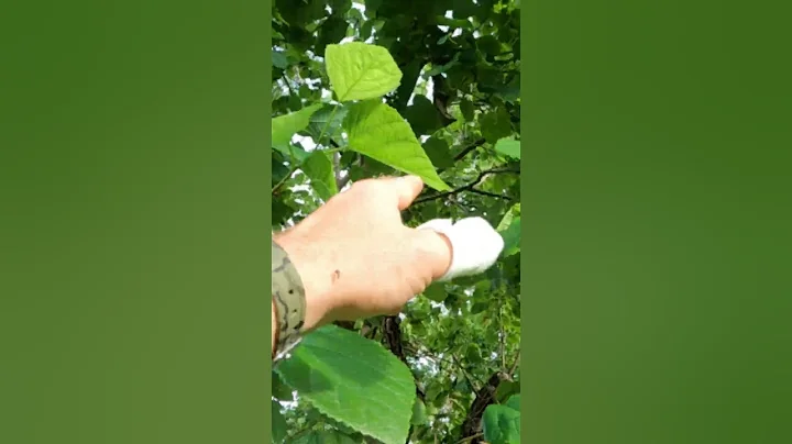 Checking our Morus alba Common Mulberry Tree for fruit! - DayDayNews