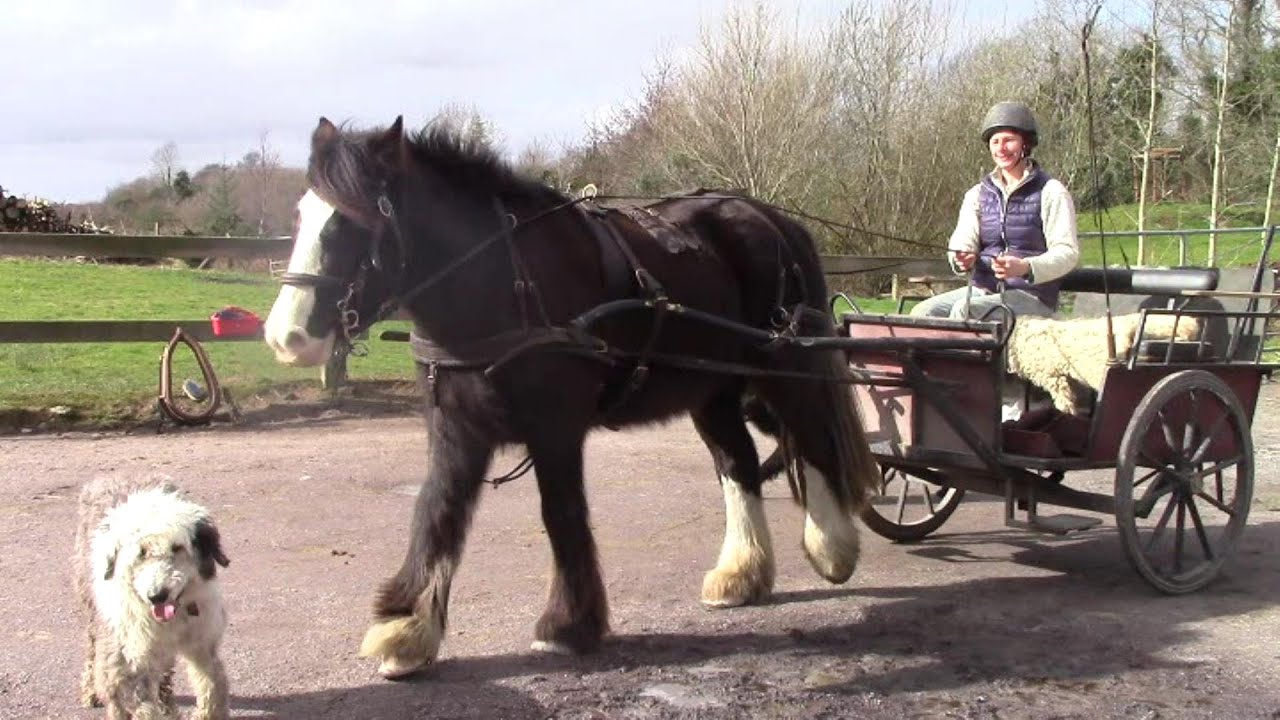 Das Anschirren eines Pferd mit Brustblatt und Kumt und das Anspannen vor dem Gig (Sulky)