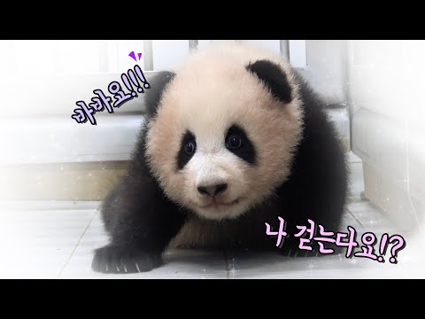 [판다스틱베베] 걸음마 시작한 푸바오 순간포착! | 에버랜드 판다월드 아기판다 (Baby Panda &amp;#39;FuBao&amp;#39;)