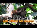 mothers love -squirrel mother caring about her cub