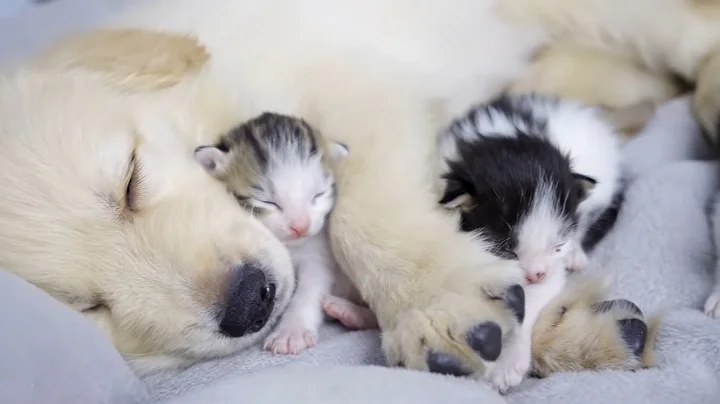 Golden Retriever Puppy Sees Newborn Kitten for the First Time and Takes Care of It So Well