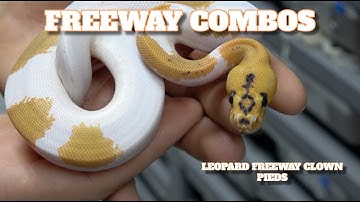Showcase Saturday! Freeway Ball Python Combos!