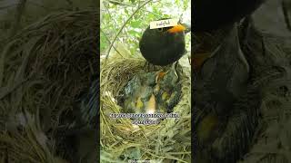 Download Lagu Kenapa Induk Burung Memakan Kotoran Anaknya? 🐦 MP3