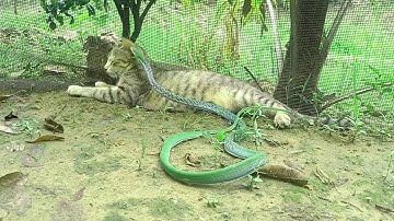 SEKALI GERTAK LAWAN AUTO SEKARAT 