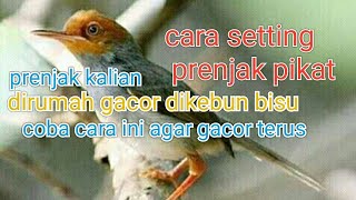 cara setting burung prenjak supaya tidak macet saat buat mikat dikebun