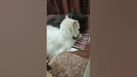 Watch the video about Jackey loves hazel #yt #cutecat #persiancat#ytshorts #pets #shortsfeed #shorts #viral #trending