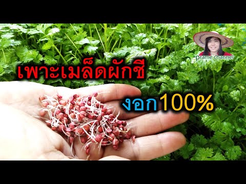 วีดีโอ: ขยายพันธุ์ผักชีที่บ้าน - วิธีการปลูกผักชี
