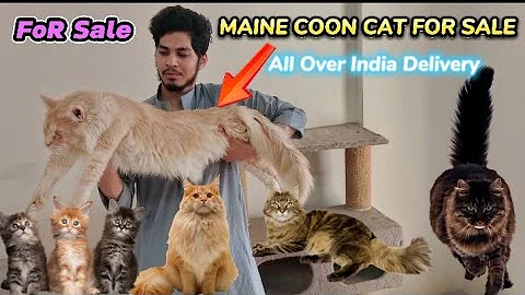 Video 2484731: maine coon cat kitten, giant maine coon cat, female maine coon cat, maine coon cat funny, quality maine coon