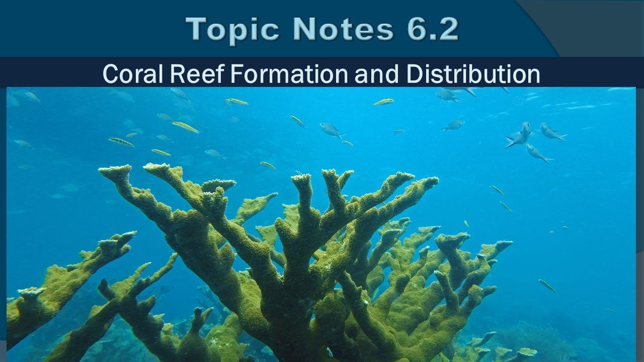 Reef Formation