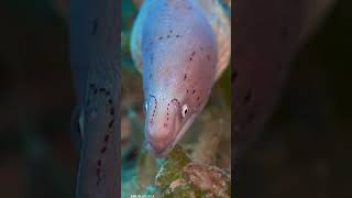 Geometric Moray Eels! #calm #fishing #oceanlove #fish #lovethereef