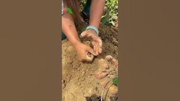 Nông nghiệp công nghệ cao, Tưới tự động Tháp Xanh