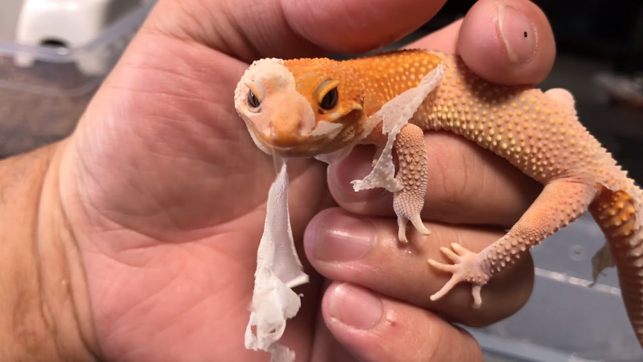 レオパにお節介で脱皮の手伝いするって話！！！ - YouTube