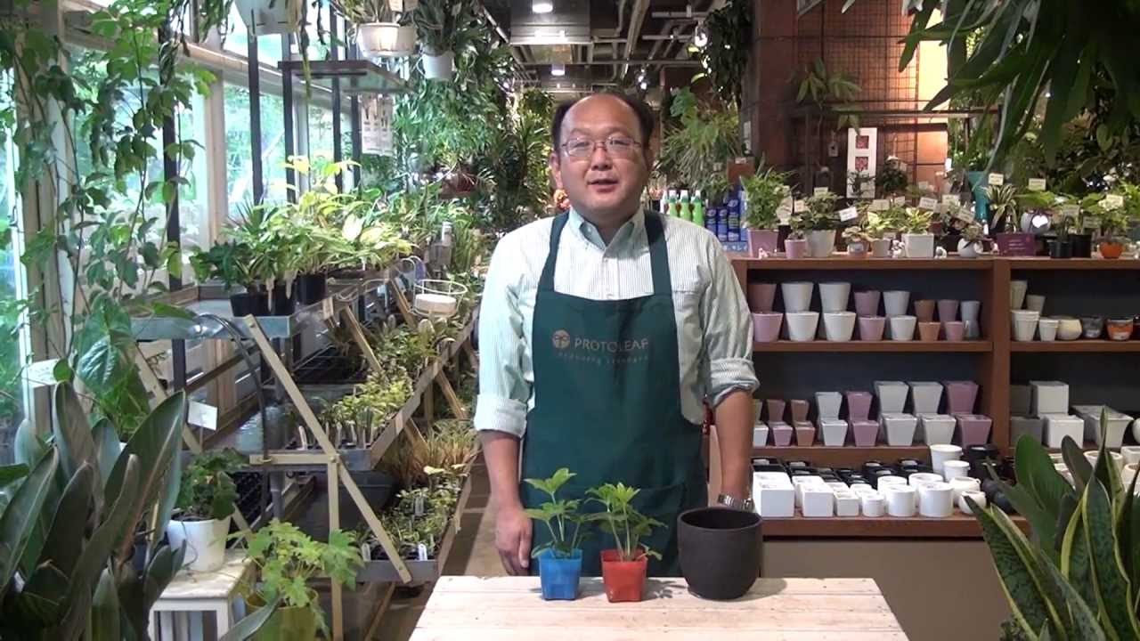 クリスマスローズ 苗の植え付け - YouTube
