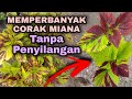 MEMPERBANYAK CORAK MIANA TANPA PENYILANGAN