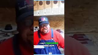 Chicken Bloodlines: A Breeder's Secrets Revealed #shorts