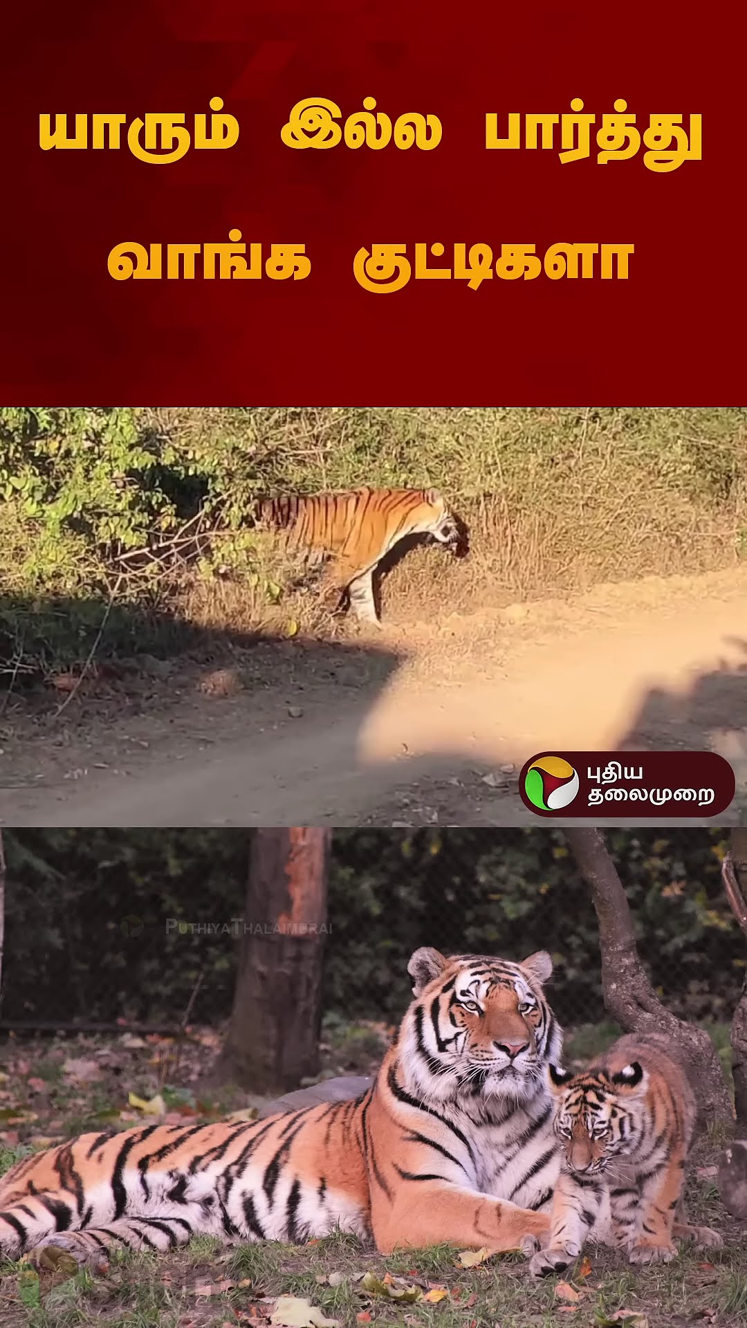 யாரும் இல்ல பார்த்து வாங்க குட்டிகளா | #karnataka | #Bandipur | #tiger | #calf | #shorts