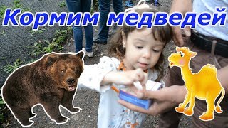 Медведи дерутся за сахар | Кормим животных в парке. 🐻🐫 Медведи дерутся за сахар | Кормим животных в парке. 🐻🐫