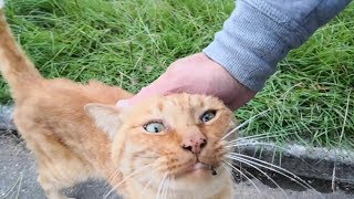 喜んで鼻ドリルしてくる茶トラ野良猫