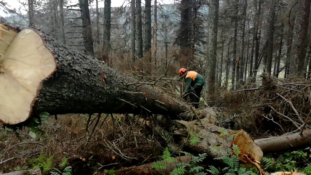 Stihl ms 261 for felling larger trees