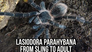 LASIODORA PARAHYBANA FROM SLING TO ADULT (Salmon Pink birdeater tarantula)