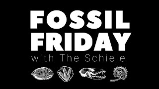 #FossilFriday - Paleontologists v. Archaeologists