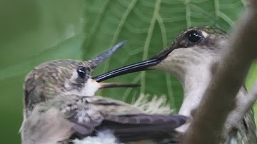 Nesting Juvenile Ruby Throated Hummingbird