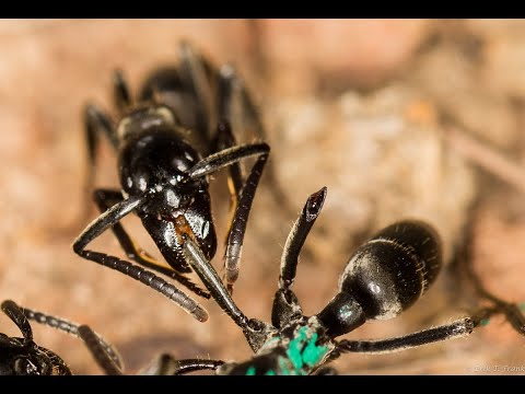 Estas hormigas se curan las unas a las otras con sus propios antibióticos