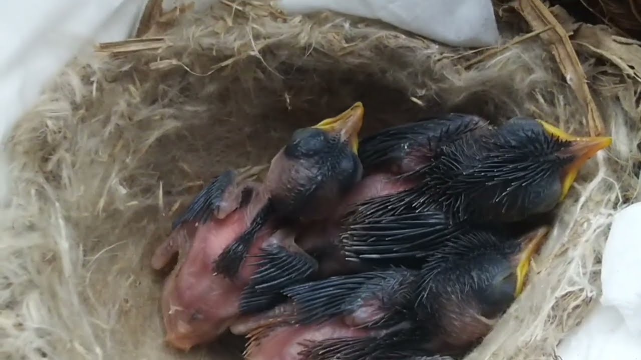 Meloloh anakan burung Salome umur 7 hari