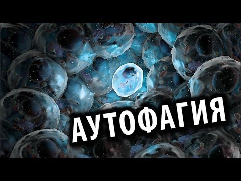 Аутофагия: Чудо ИЛИ ...