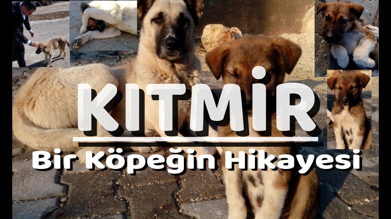 Kitmir Bir Kopegin Hikayesi By Huseyn Youtube