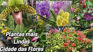 O melhor lugar pra comprar Orquideas - a partir 5 reais part2