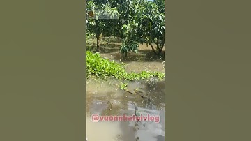 nông dân miền tây bị ngập nước te tua #shorts