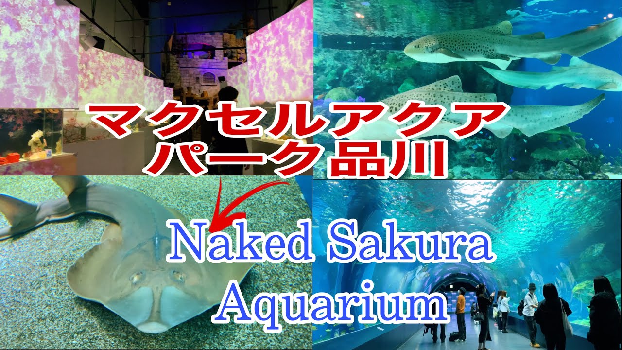 マクセルアクアパーク品川/Maxell Aqua Park Naked Sakura Aquarium