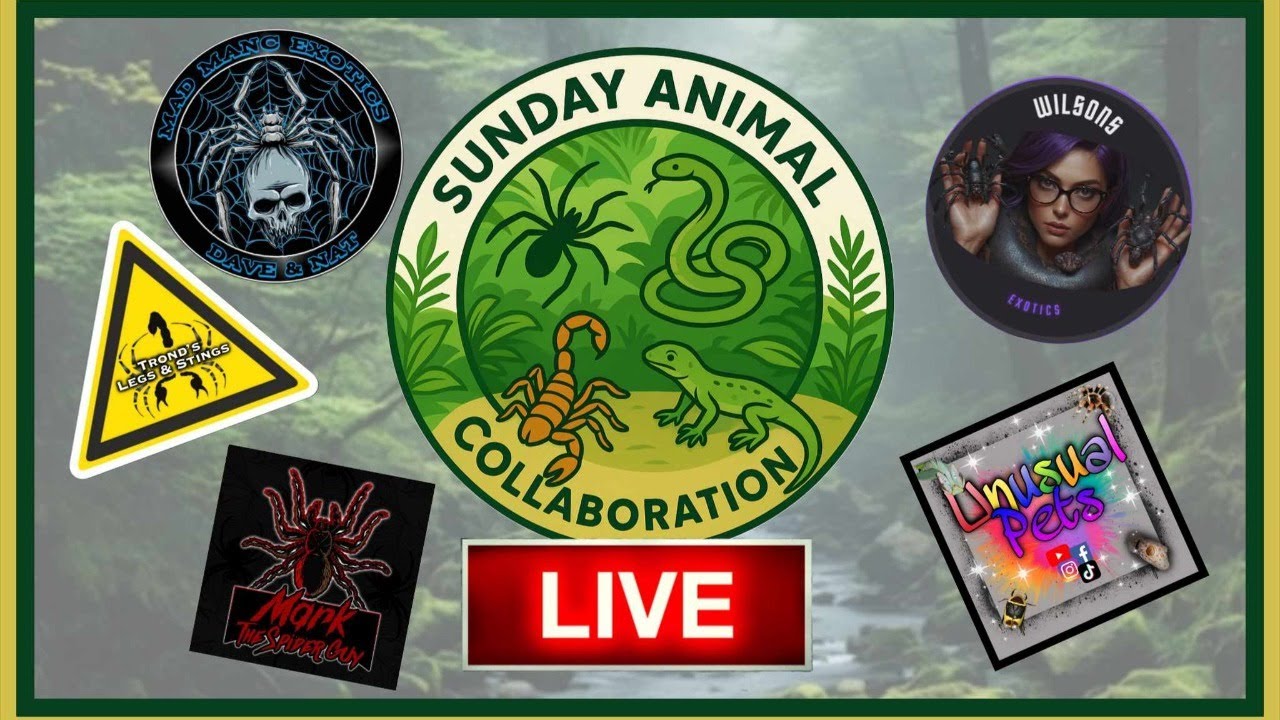 LAST SUNDAY LIVE OF 2025