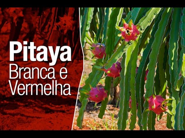 Conheça a Pitaya Branca e a Vermelha - Safari Garden - thptnganamst.edu.vn