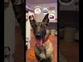 Le futur de seven chien malinois reels