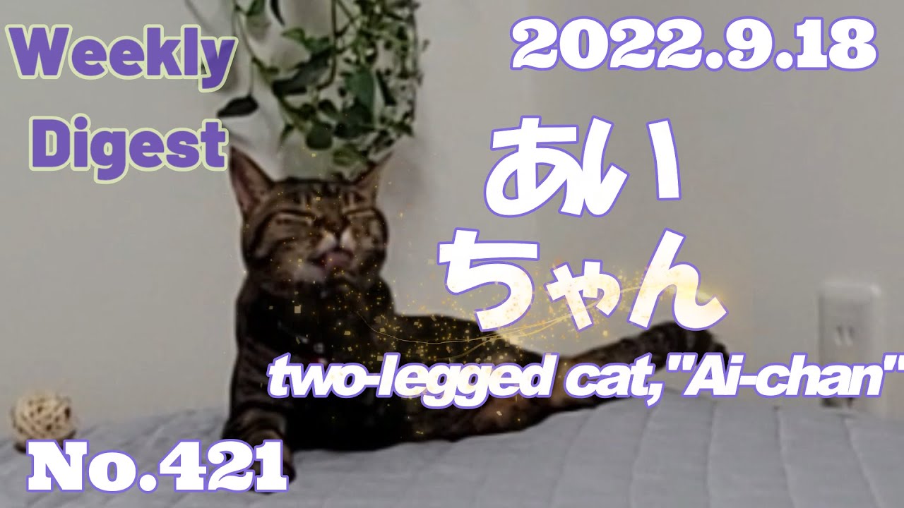 Weekly digest【two legged cat, Ai-chan】No.421 先週１週間のアップ動画をぎゅっと詰めてお送りいたします。